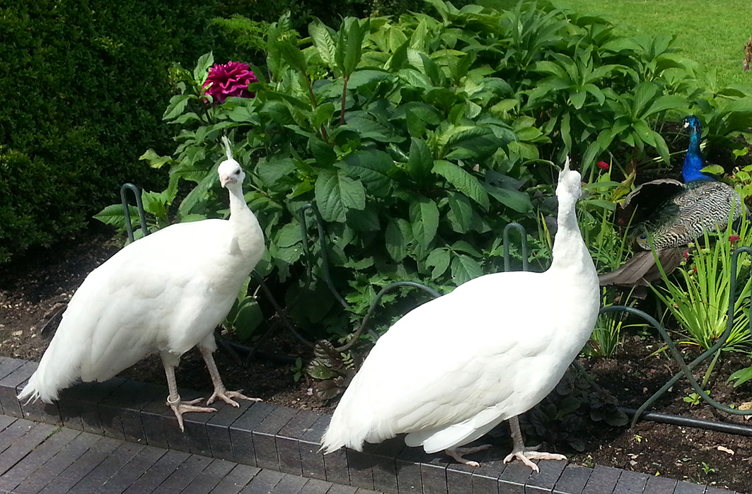 two white peacocks