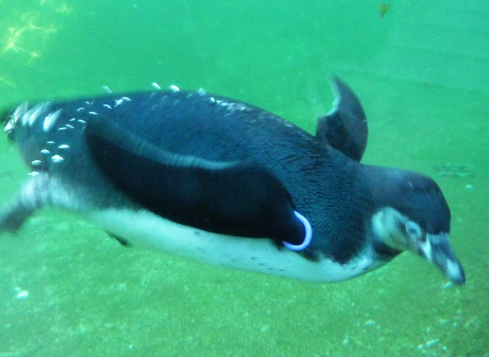 Humboldt penguin swimming under water