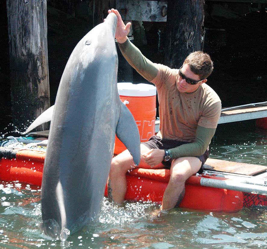 US navy sailor working with bottlenose dolphin