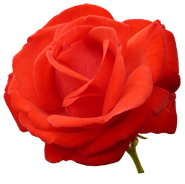 red red rose for Valentine