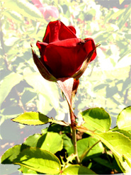 Valentine day rose red