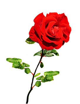 red Valentine rose clipart
