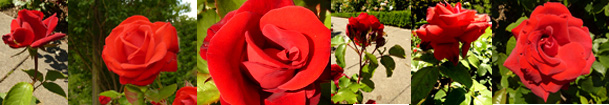 Valentine Day Roses border