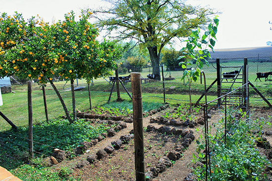vegetable garden clipart