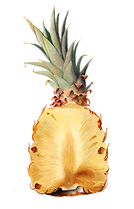 vertically sliced pineapple drawing