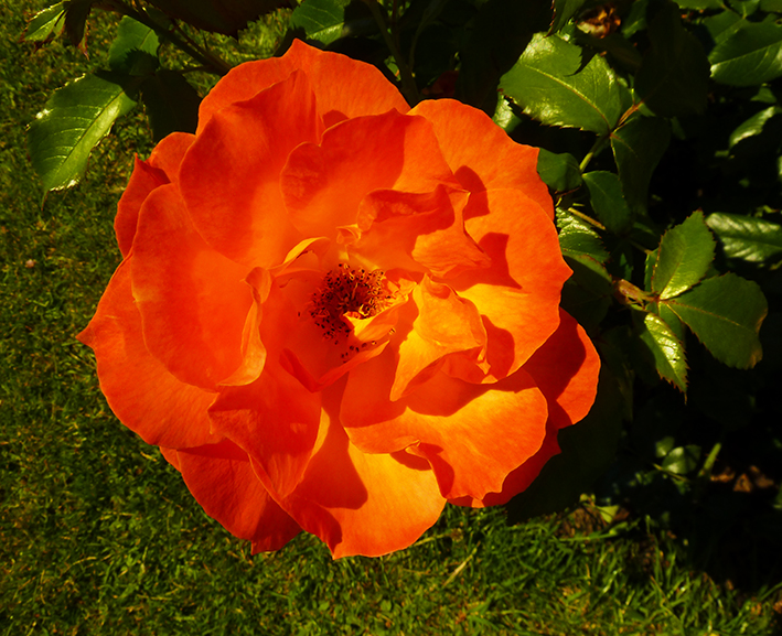 vibrant orange rose