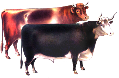 Victorian animal illustration of cows