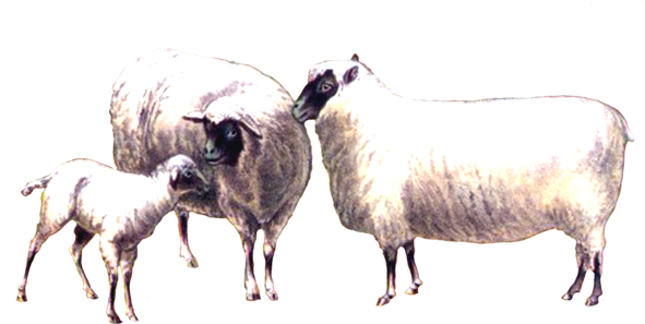 Victorian animal illustrations sheep