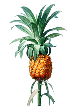 vintage ananas drawing 