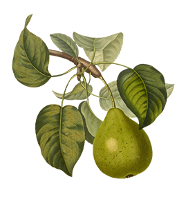 vintage drawing pear fruit clipart