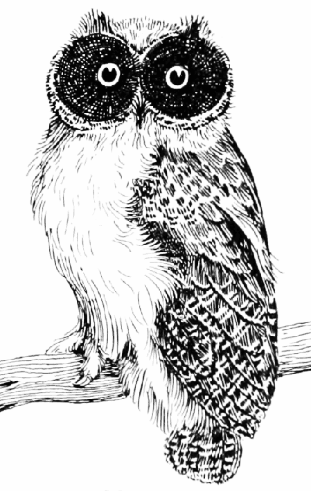 Owl Clip Art