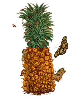 vintage pineapple drawing