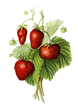 vintage strawberry drawing