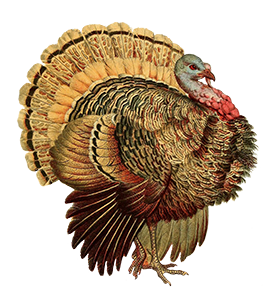 vintage illustration of turkey bird