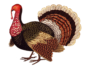 vintage turkey illustration
