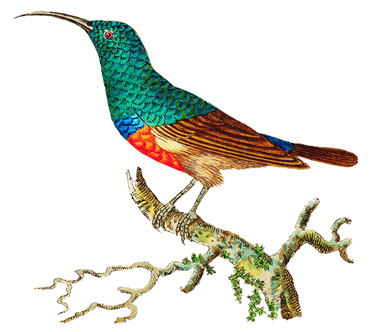 drawing tropical bird clipart