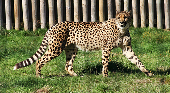 cheetah in zoo walking
