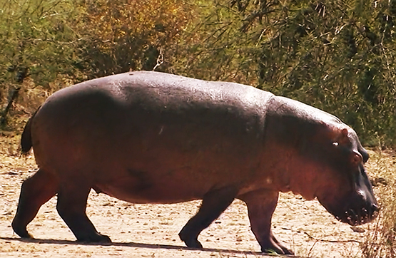 walking hippopotamus