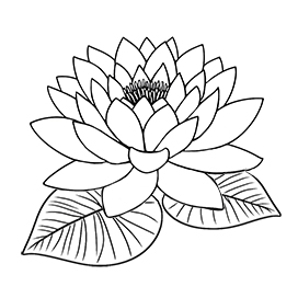 Water lily coloring page