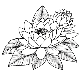 water lilly flower coloring page
