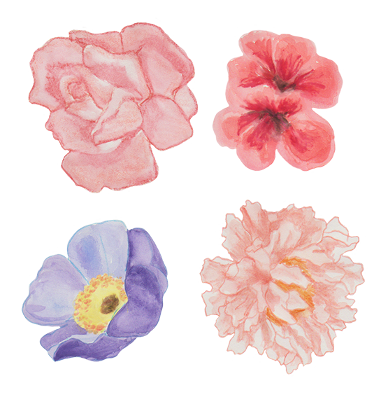 watercolor flower drawings png
