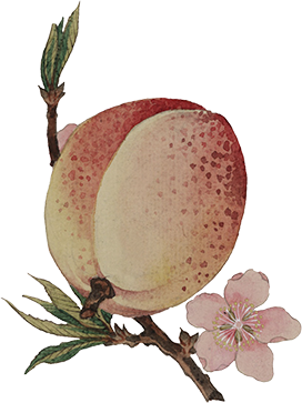watercolor peach and peach flower