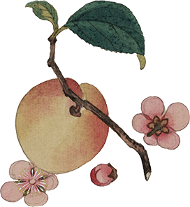 watercolor peach clipart