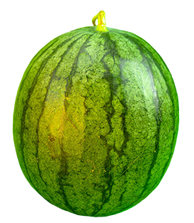 watermelon fruit clipart