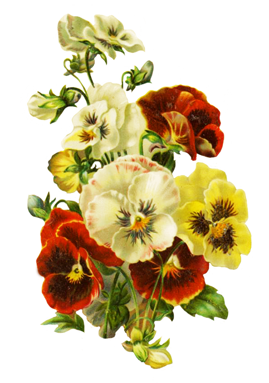 bouquet of pansies