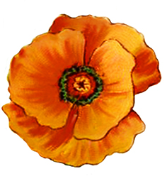 Single red poppy for wedding clipart