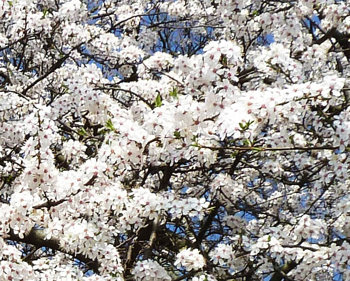 Cherry flowers in bloom