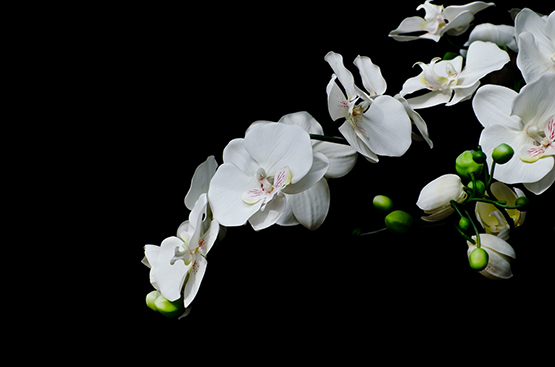 white orchid flower photo