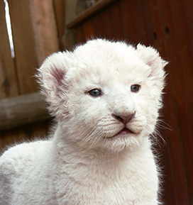 white lion cub