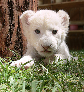 white lion baby