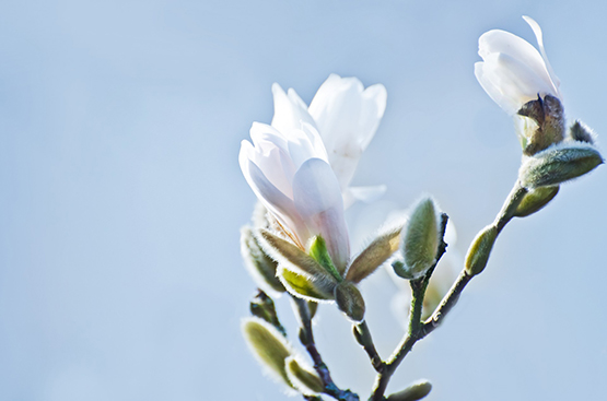 white magnolia blossoms photo