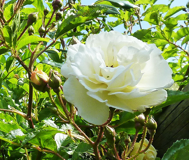 white rose and rose buds