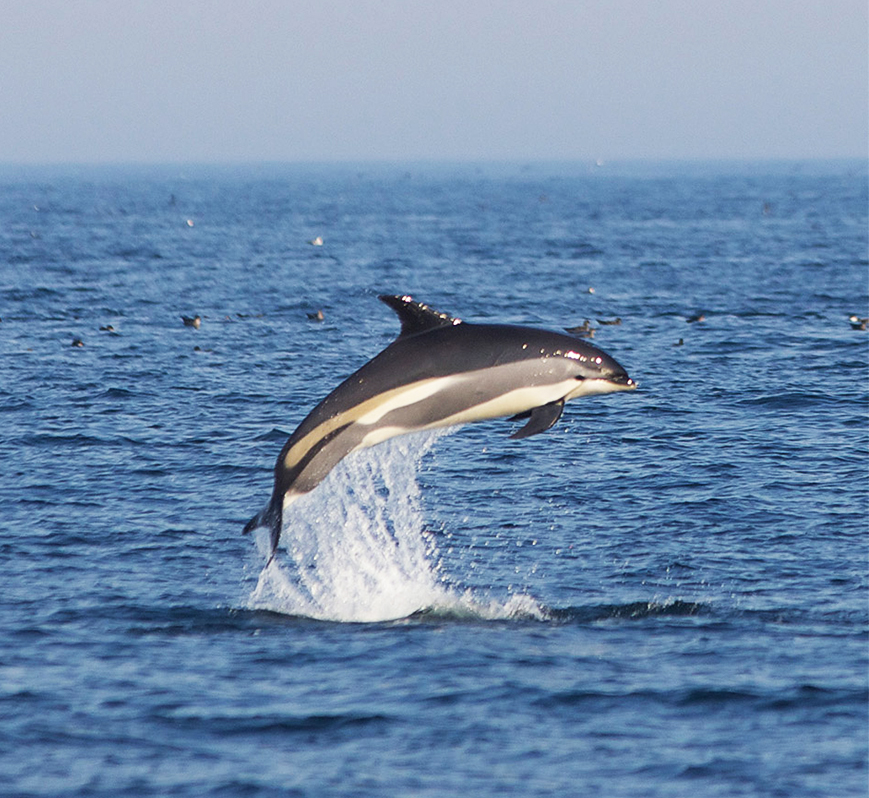 white sided dolphin photo
