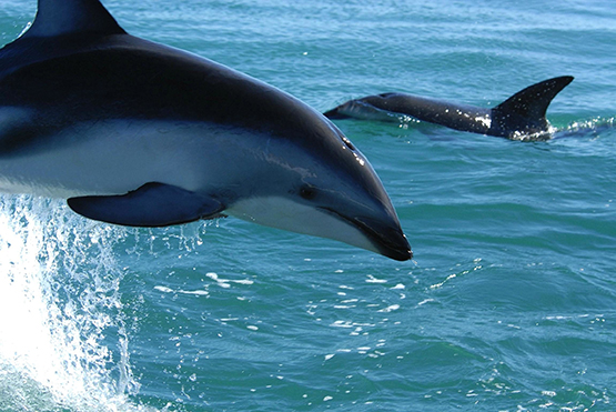 white sided dolphins picture