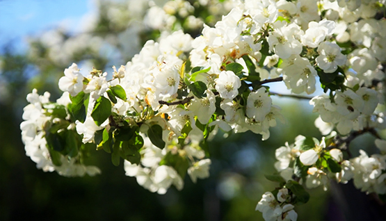 white spring flowers on branch