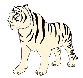whtie tiger drawing clipart