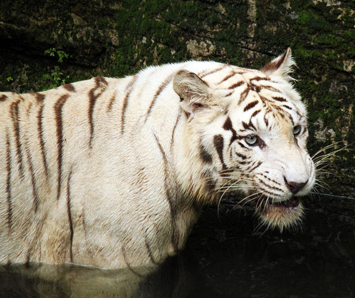 White tiger in the water