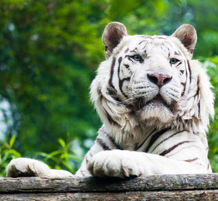 picture of white tiger