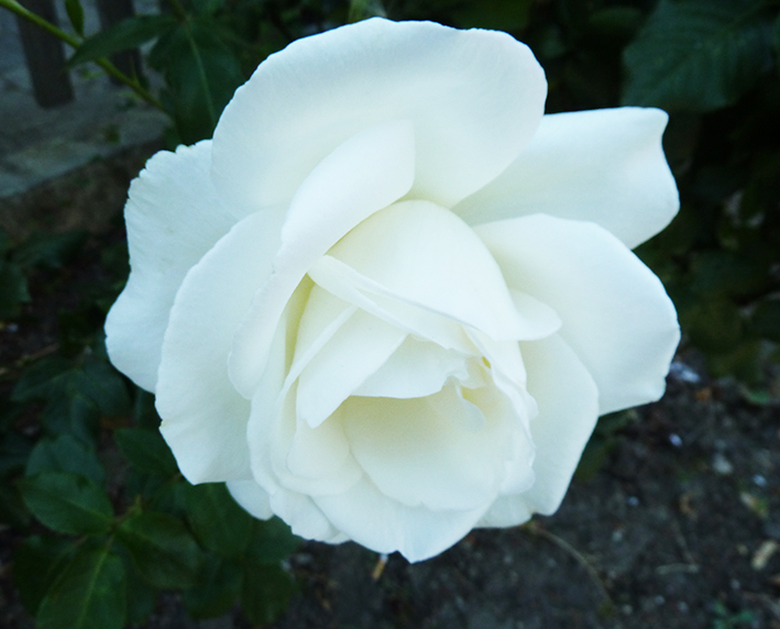 white white rose