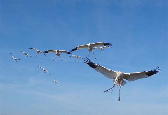 whooping cranes photo