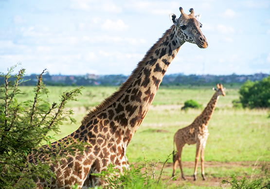 Wild giraffes on savannah