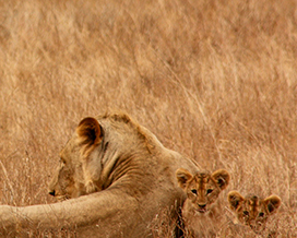 Wild lion female and cubs