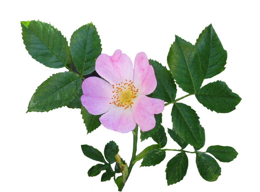 wild rose flower and leaves