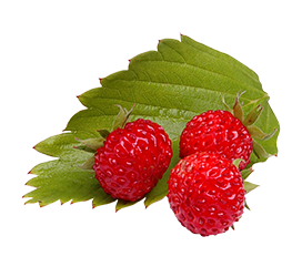 clipart wild strawberry
