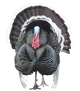 wild turkey clipart