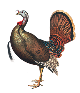 wild turkey illustration vintage